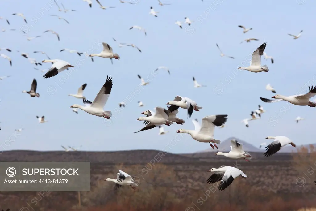 Snow Geese wintering in New Mexico USA