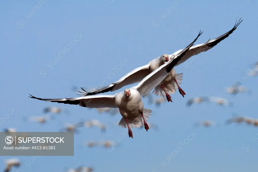 Snow Geese wintering in New Mexico USA