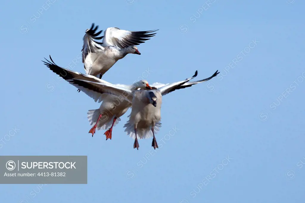 Landing of snow geese wintering in New Mexico USA