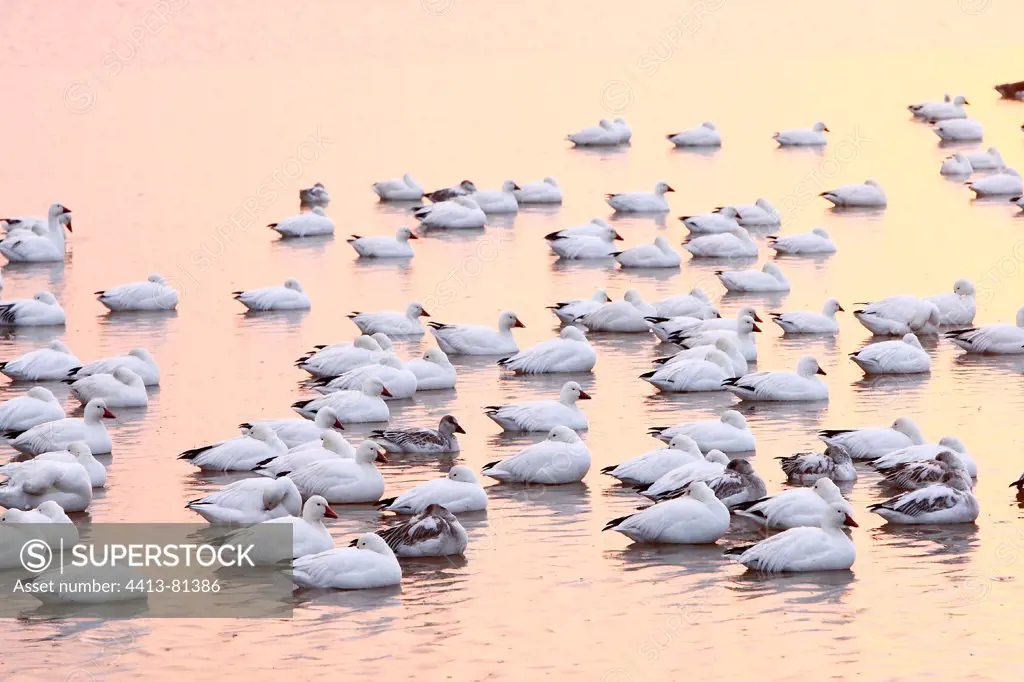 Snow geese wintering in New Mexico USA