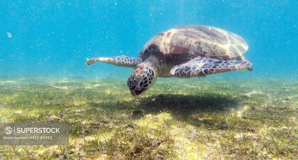 Green turtle female in the herbarium Comoro Islands