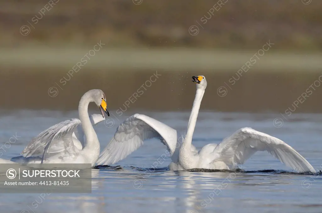 Courtship behaviour of Whooper swans on water Varanger