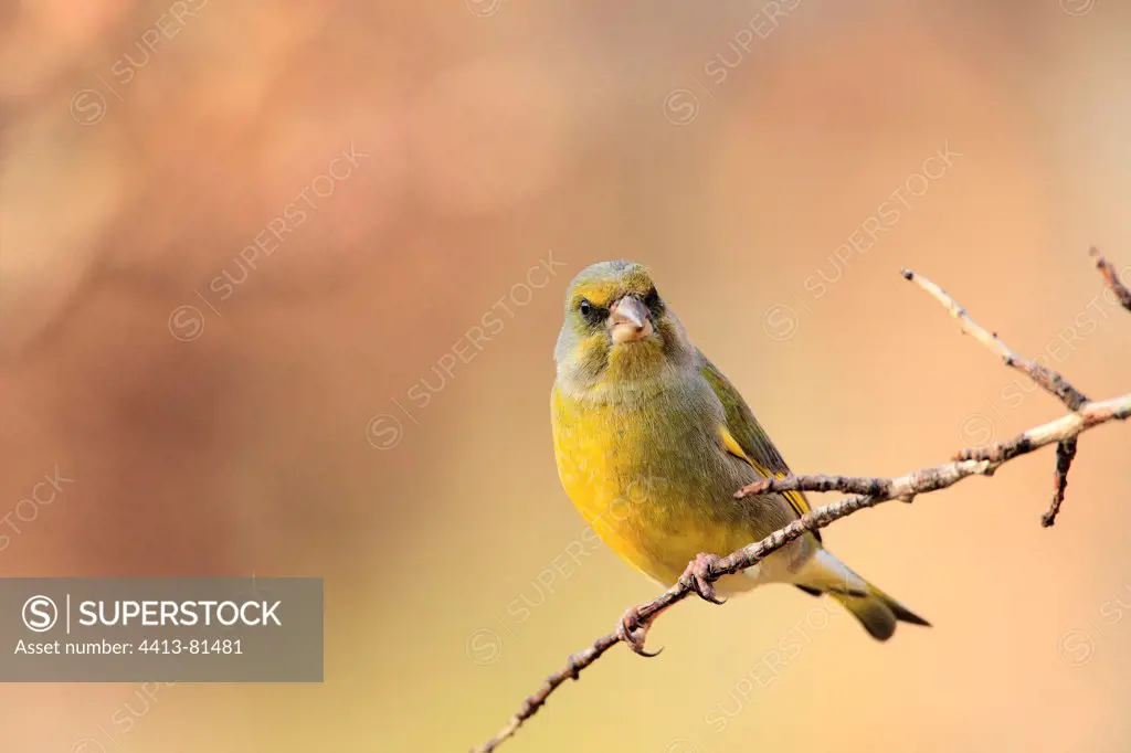 European Greenfinch plugged into a Almond tree