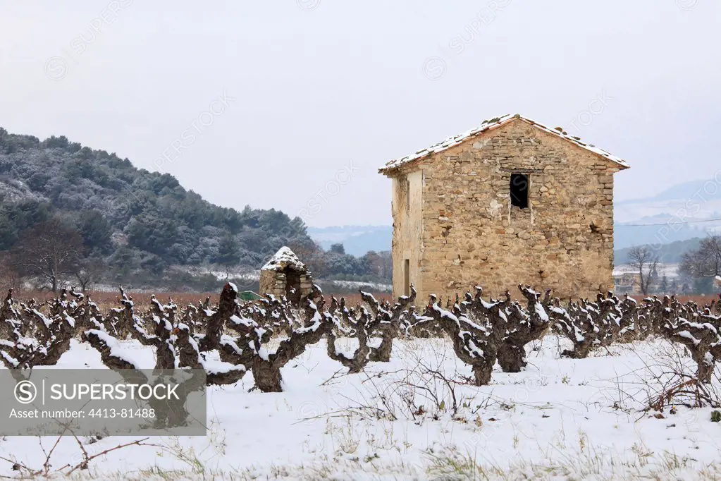 Vignoble des Côtes du Rhône in the snow in the Vaucluse