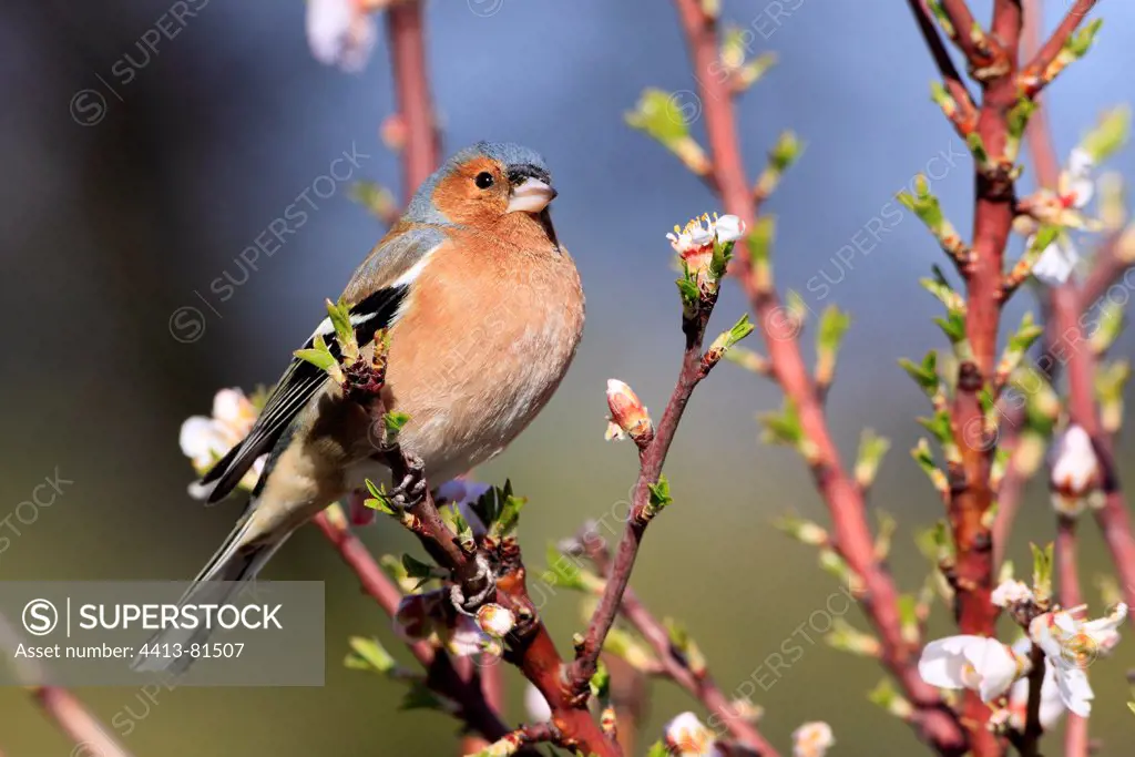 Eurasian Chaffinch male on a branch of Almond tree