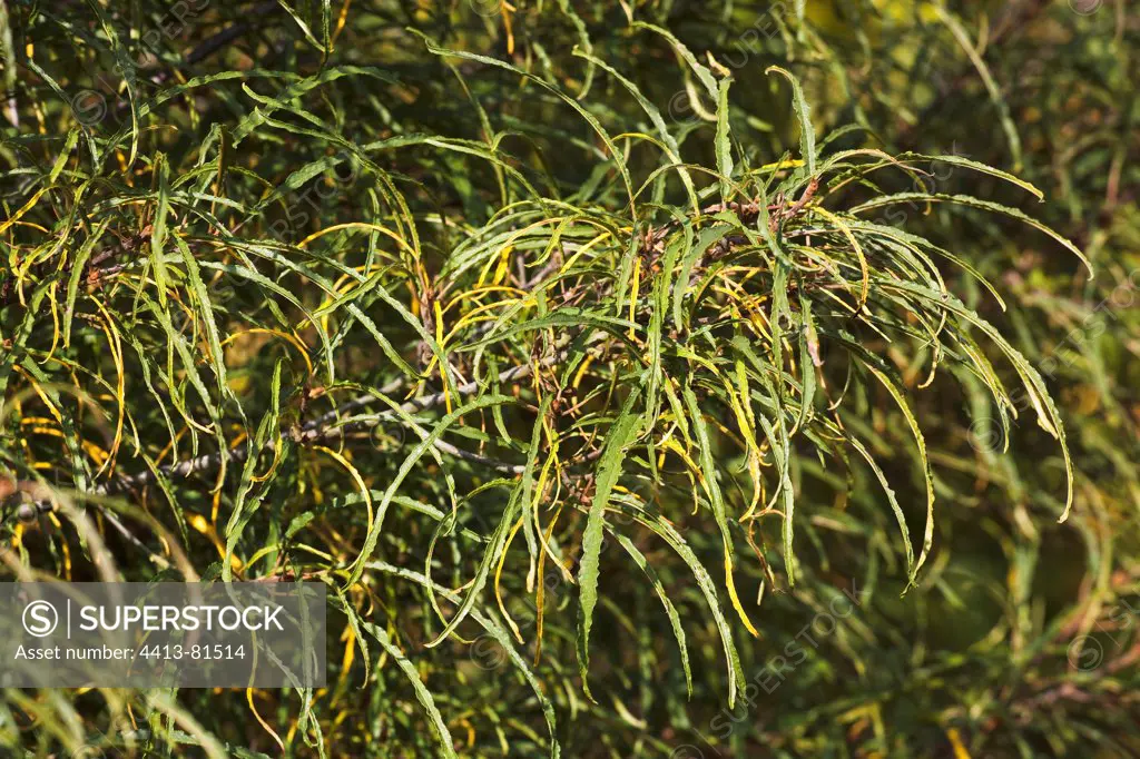 Glossy buckthorn 'Asplenifolia' in a garden in autumn