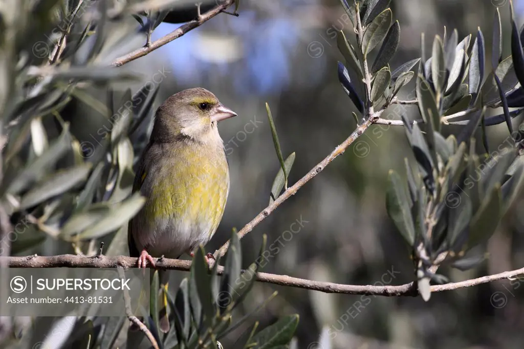 European Greenfinch male in an Olive tree in Vaucluse