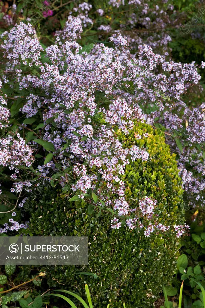 Common box et aster in bloom in a garden in autumn