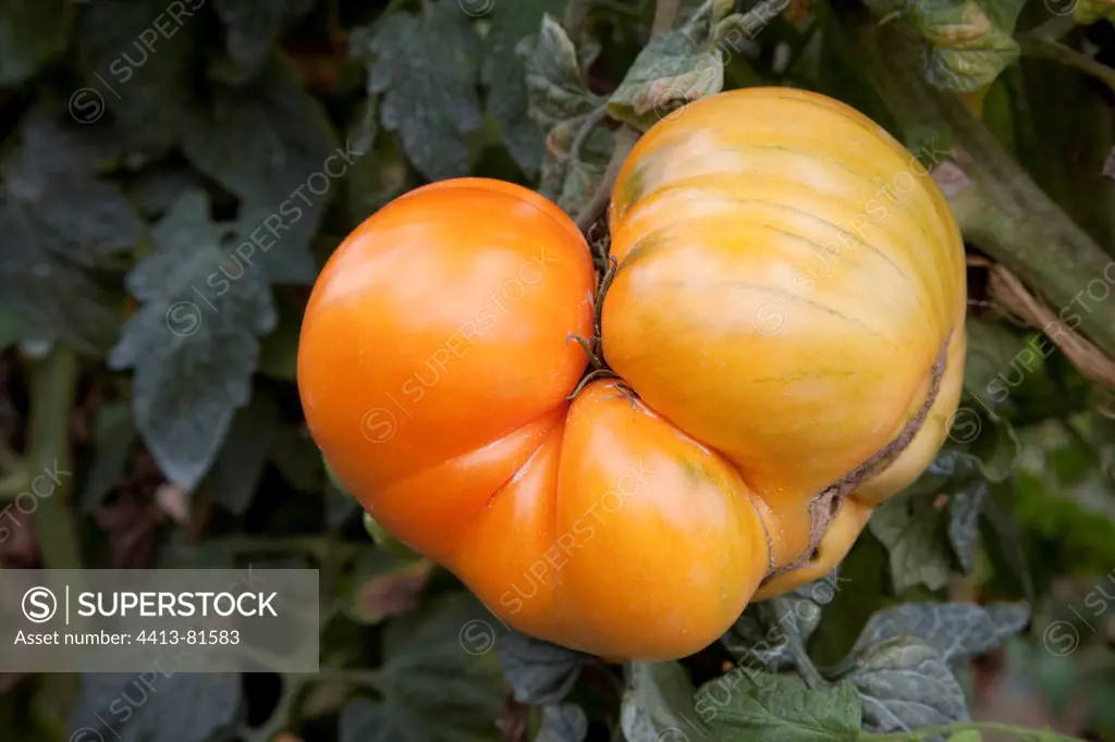 Tomato 'Amana Orange' in an organic kitchen garden