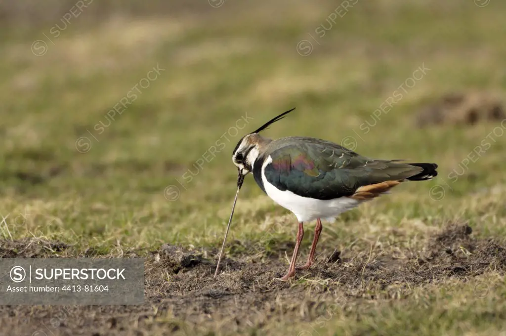 Northern lapwing catching a worm Holland