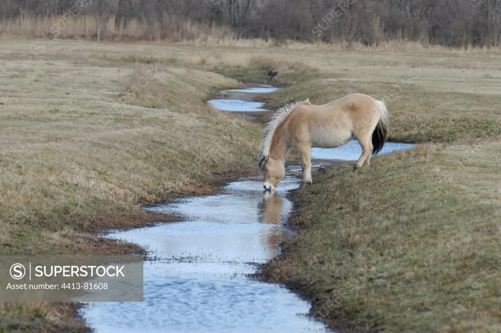 Fjord horse drinking in a brook Netherlands