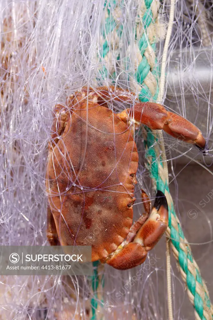 Edible crab entangled in the net of a fisherman