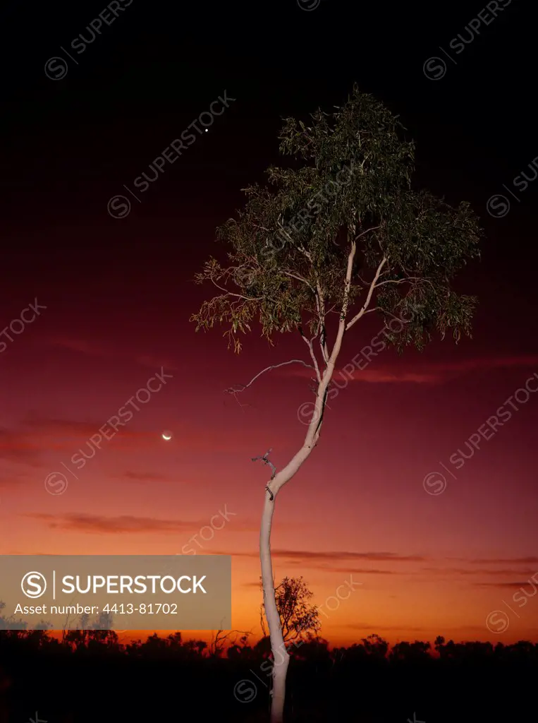 Eucalyptus tree at dusk with crescent Moon Gulf Country