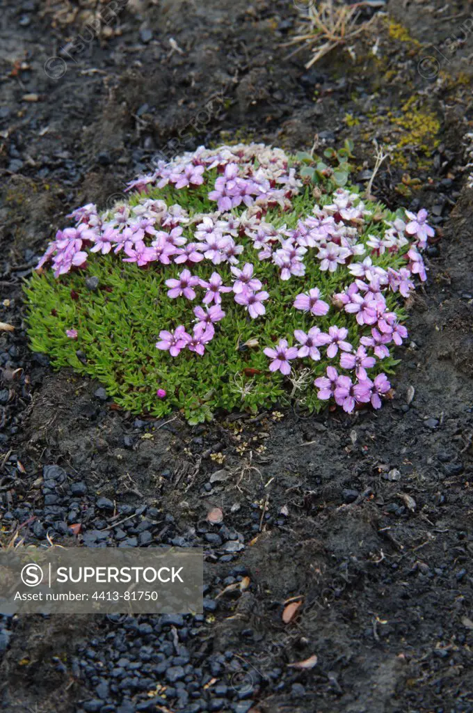 Moss campion characteristic flower from the Arctic and cold