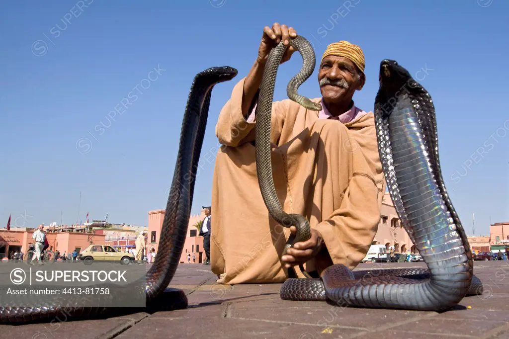 Snake charmer with four Egyptian Cobras Marrakech