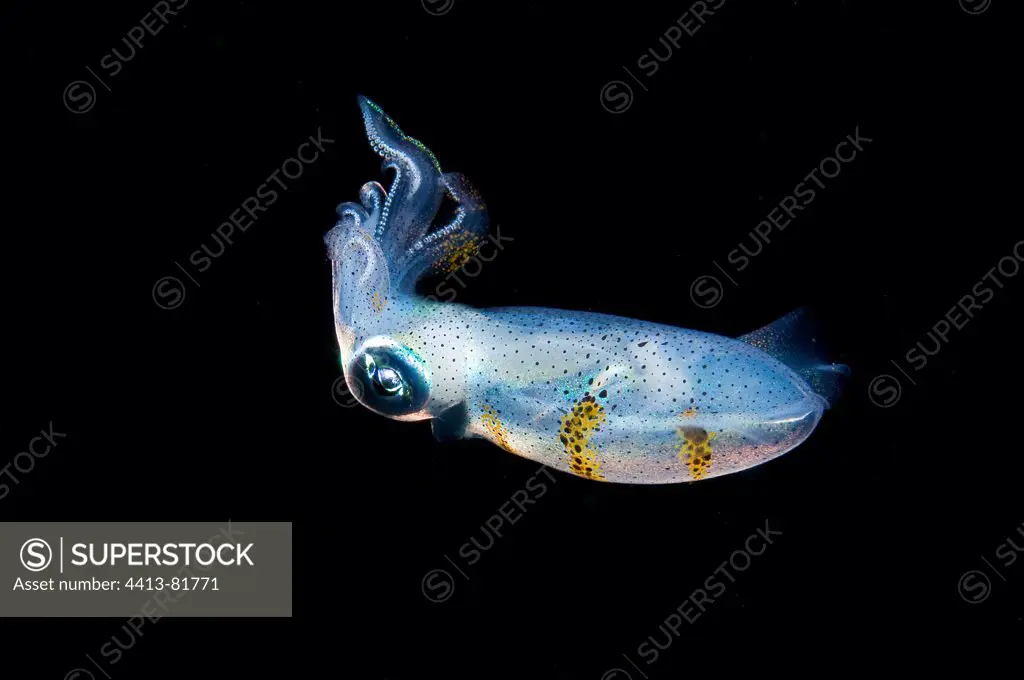 Young Cuttlefish hunting at night Sulawesi Indonesia