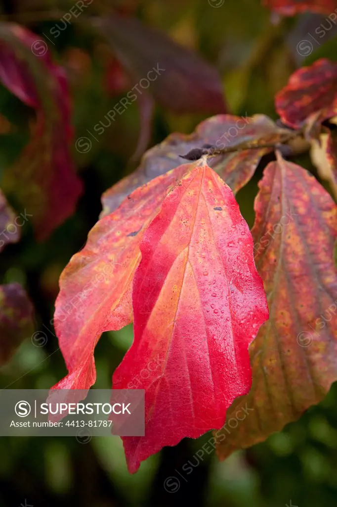Persian ironwood's leaves in a garden in autumn