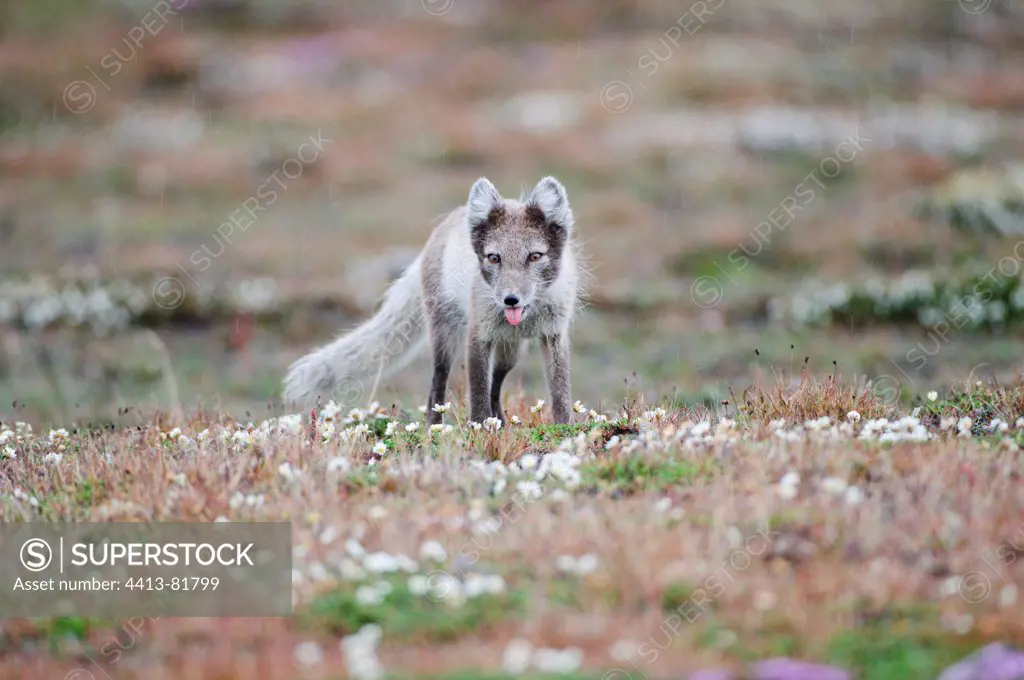 Arctic Fox seeking food in Svalbard