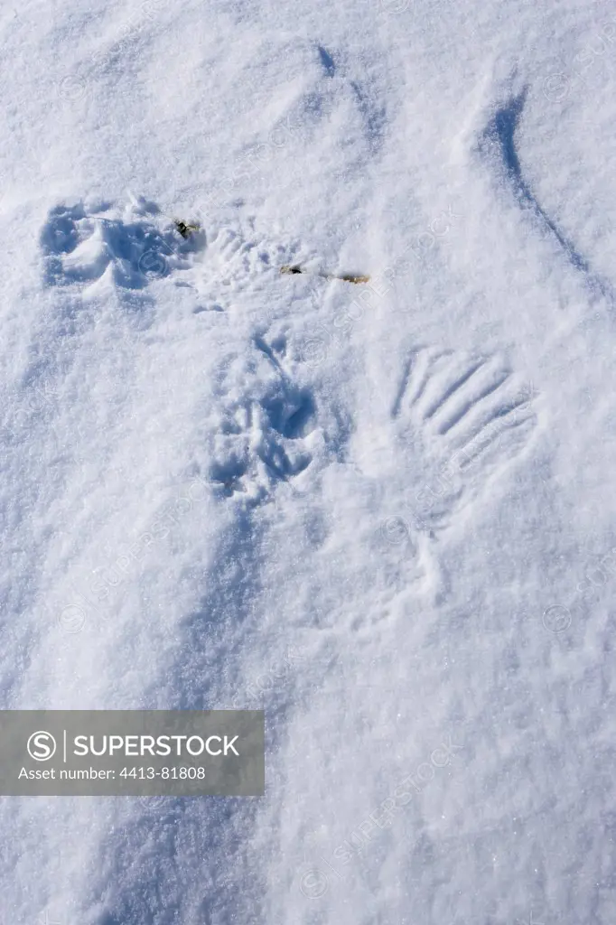 Tracks of Snowy owl in snow Quebec Canada