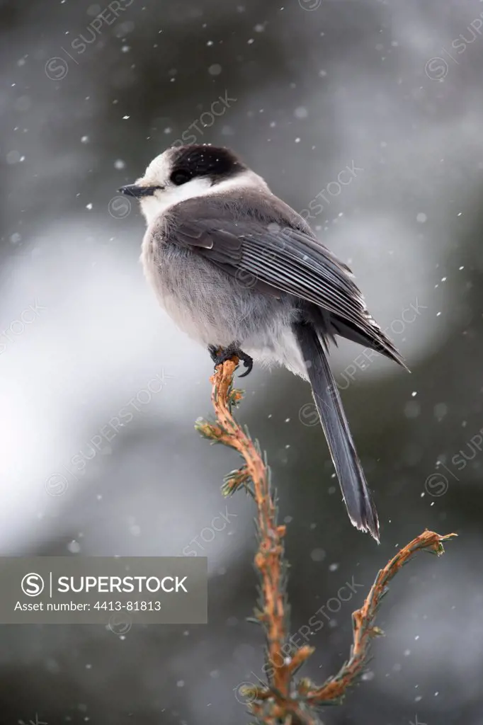 Grey jay on a conifere in winter Quebec Canada