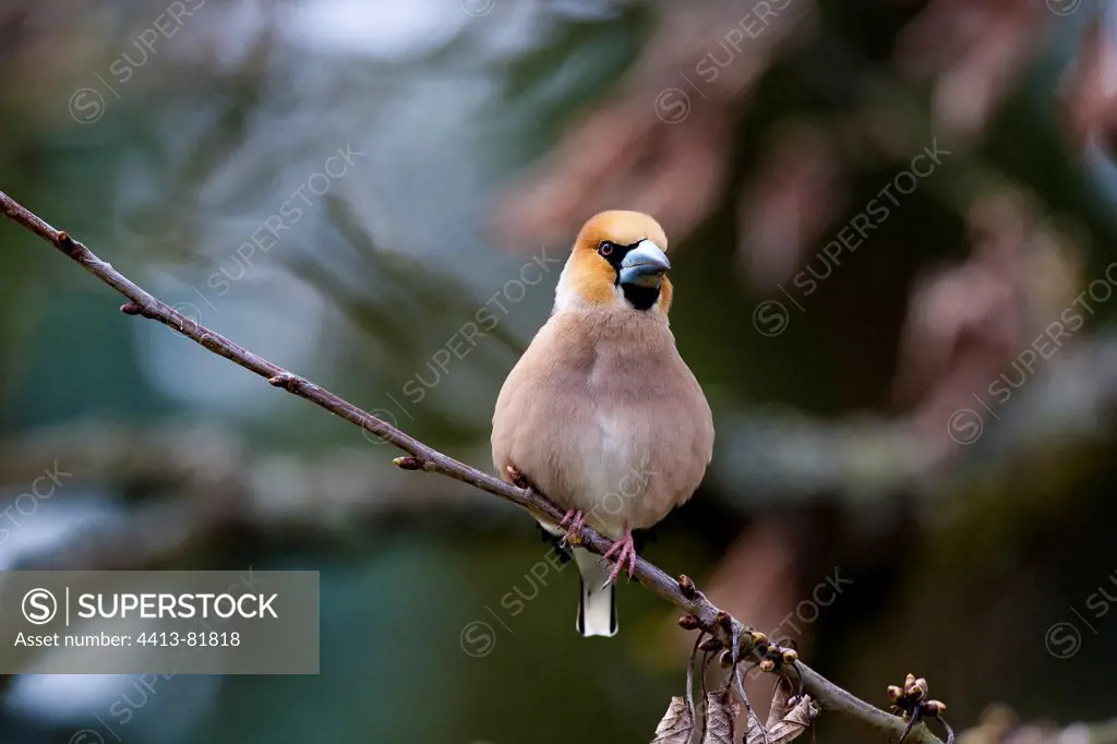 Male Hawfinch on a branch France