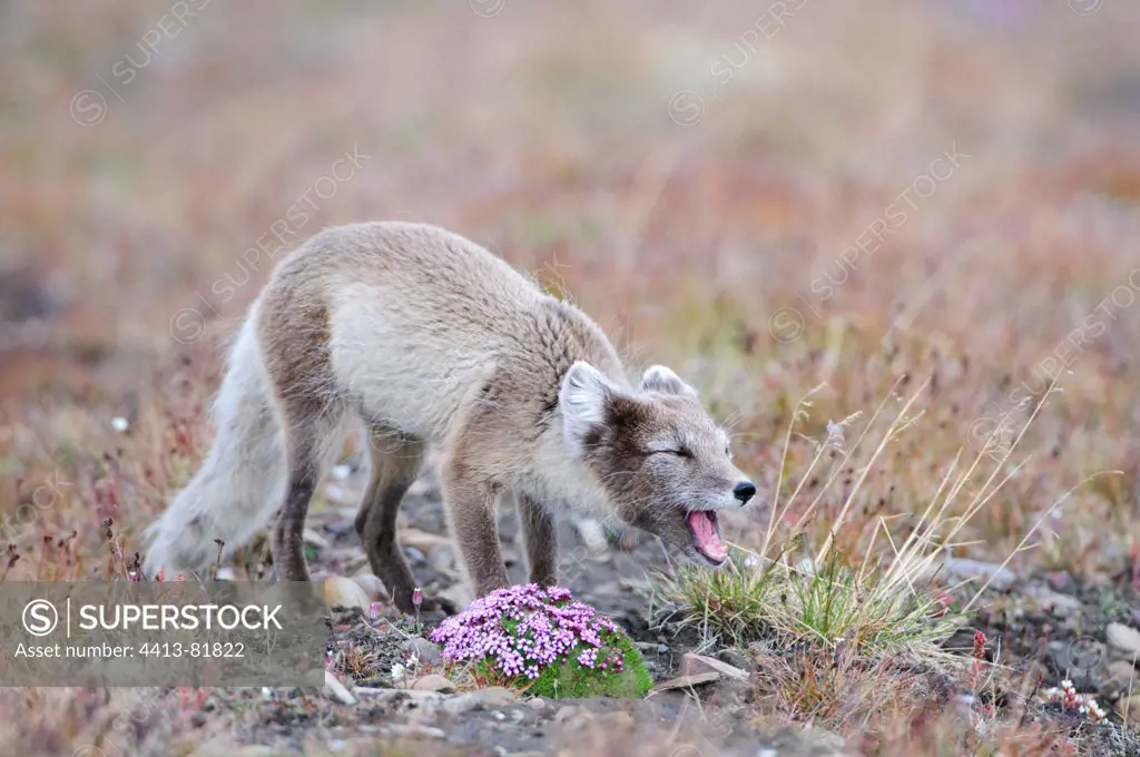 Arctic Fox seeking carrion or other food source at Svalbard