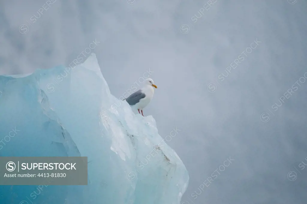Glaucous Gull on top of iceberg Svalbard
