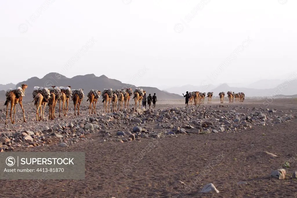 Transport salt lake Karoum Ethiopia Danakil Depression