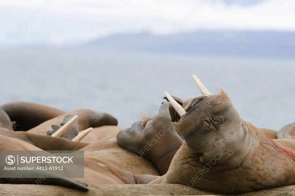Walrus colony Poolapynten Spitsbergen