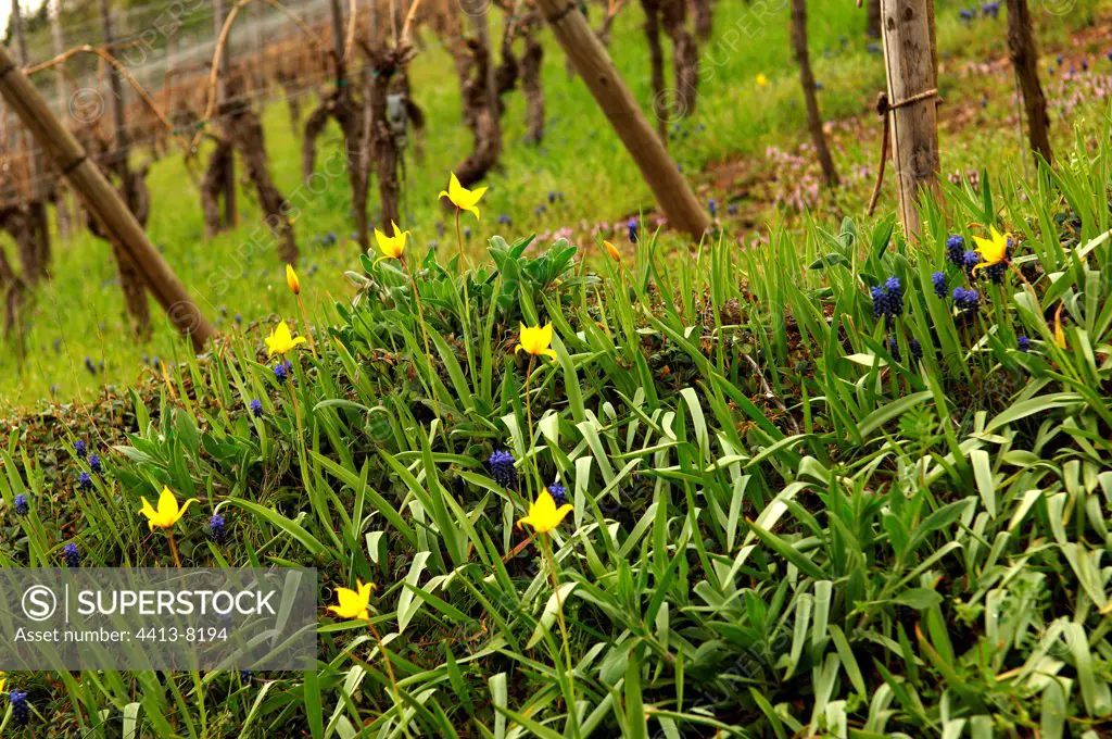 Wild tulip and Starch grape hyacint in bloom in vineyard