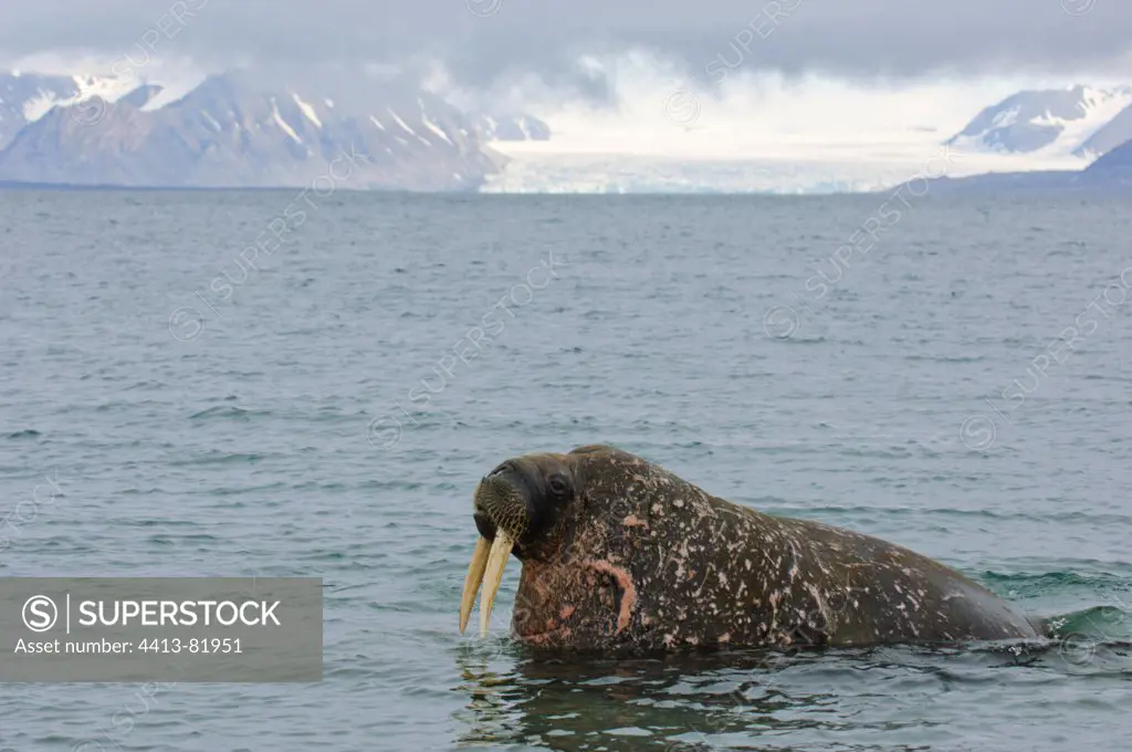 Walrus colony Poolapynten Spitsbergen