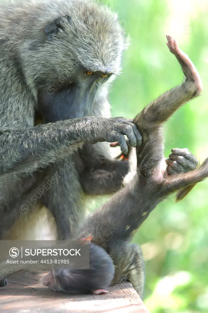 Anubis Baboon female deworming his baby Uganda