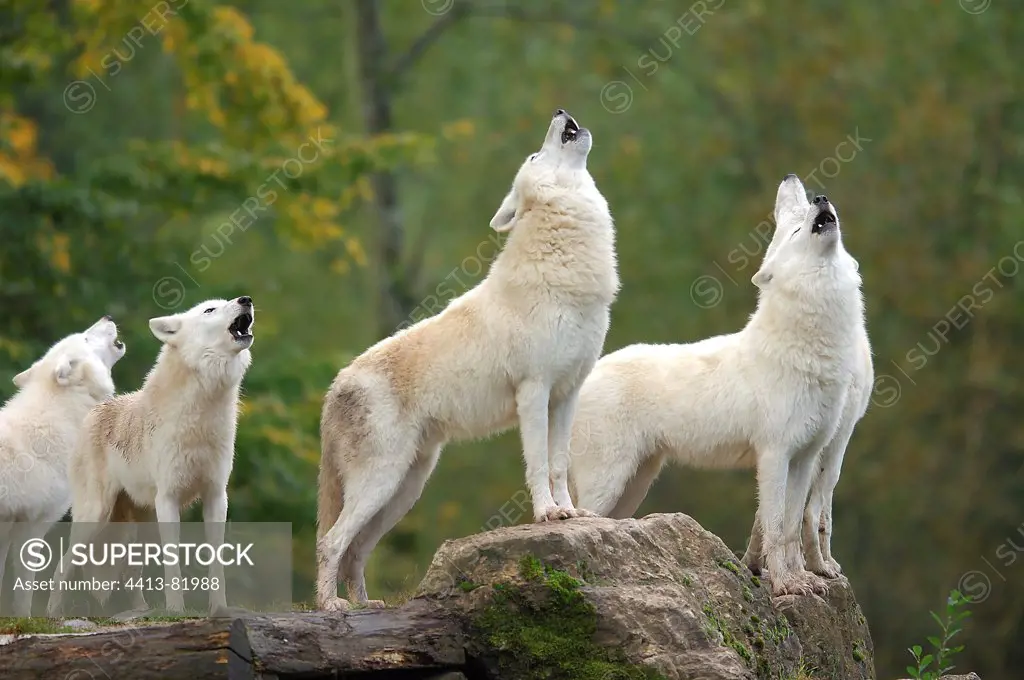A pack of eurasian toundra wolves howling
