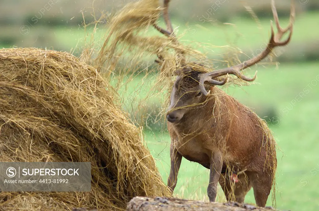 Red deer in rut tore a haystack Moselle France