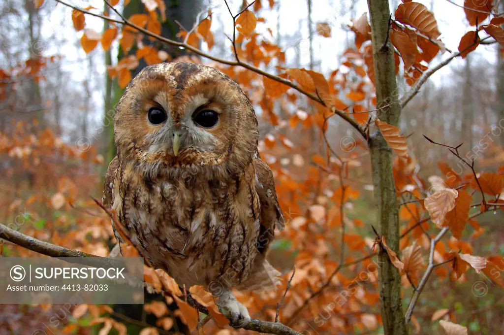 A Tawny Owl red phase in the forest France