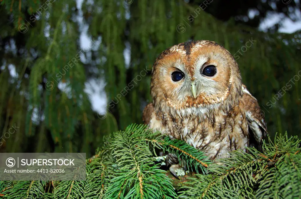 A Tawny Owl red phase in the forest France