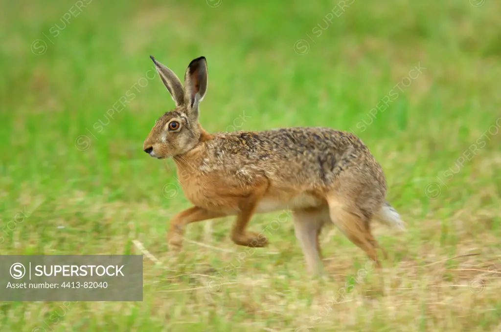 A European Hare running in meadow France