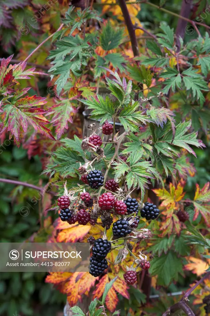 Giant blackberries in a garden in autumn