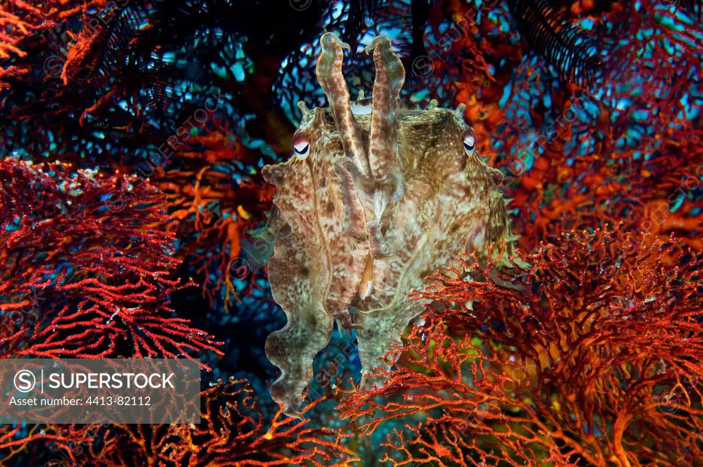 Cuttlefish hunting in a Red Gorgonian Sulawesi Indonesia