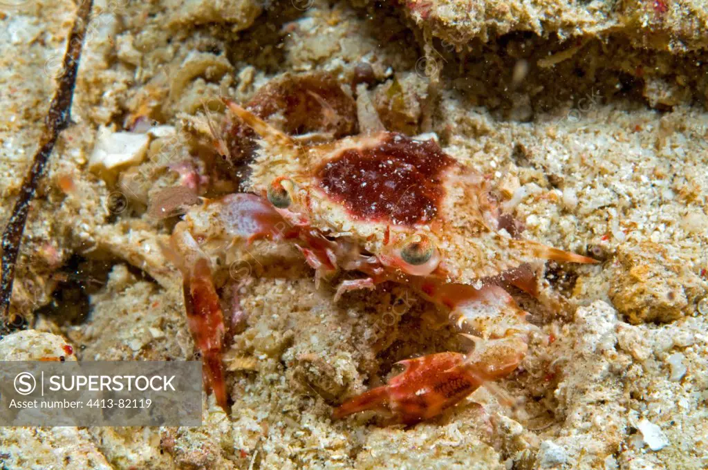 Small Crab camouflaged on the sandy seabed Sulawesi