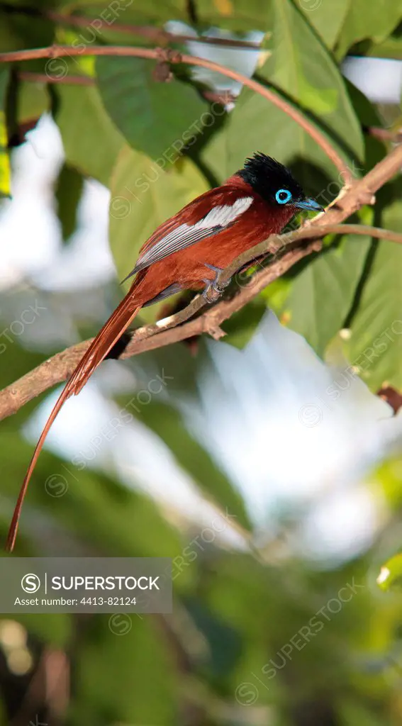 Madagascar Paradise-flycatcher on a branch Mayotte