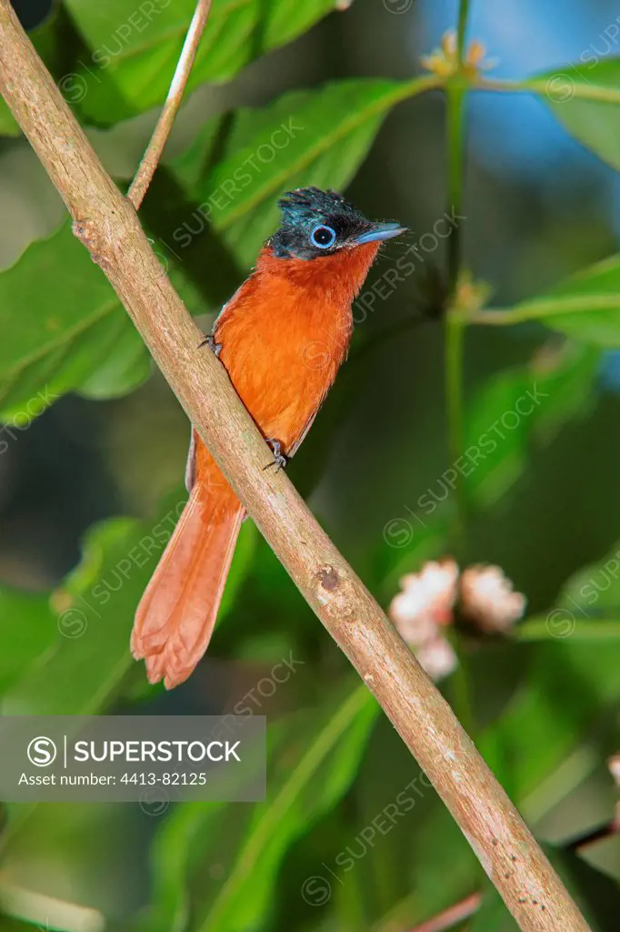 Madagascar Paradise-flycatcher on a branch Mayotte