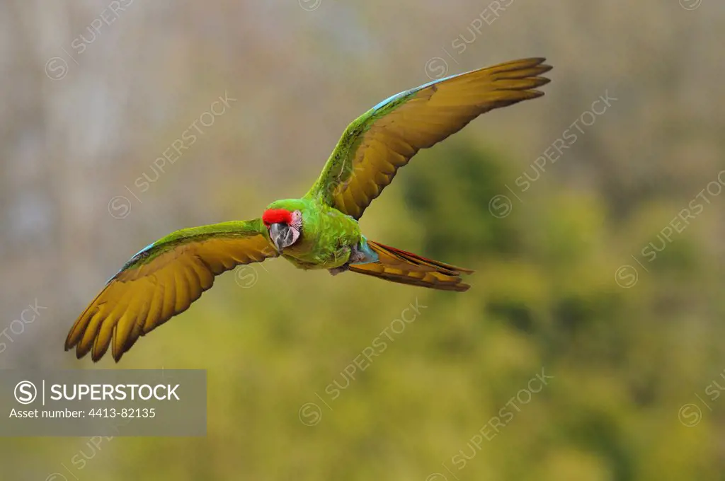 Military Macaw in flight