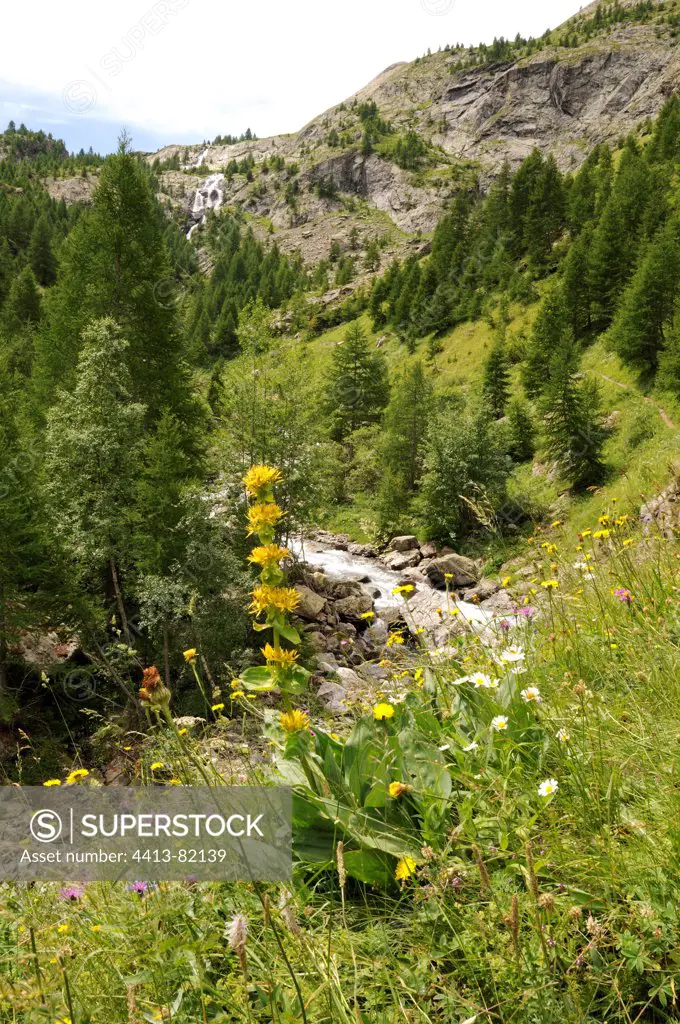 Yellow gentian overlooking a mountain stream