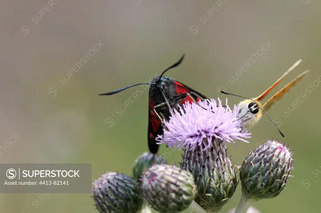 Burnet and Butterfly gather nectar on flower