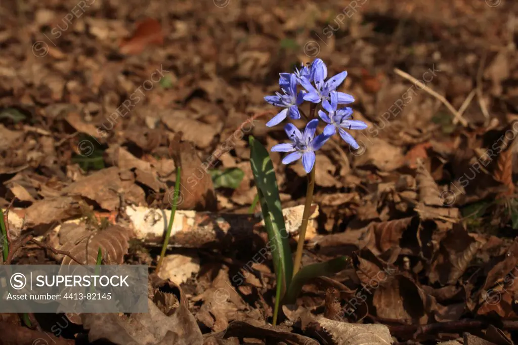 Squill in bloom in the woods Illfurth France