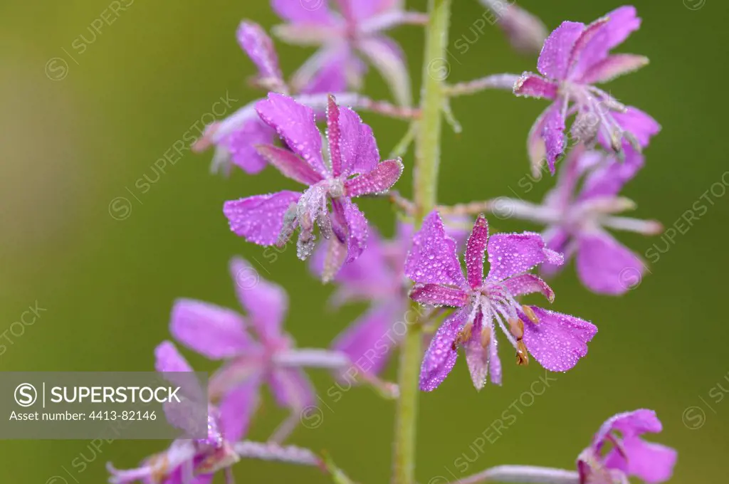 Willowherb flowers covered with raindrops