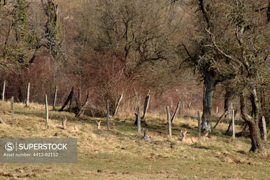 Roe Deers lying near a fence Luemschwiller France