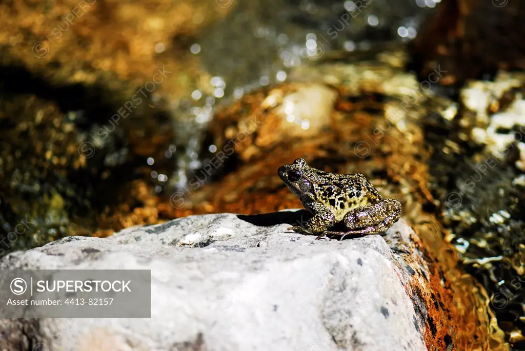 European Common Frog on a rock beside a stream