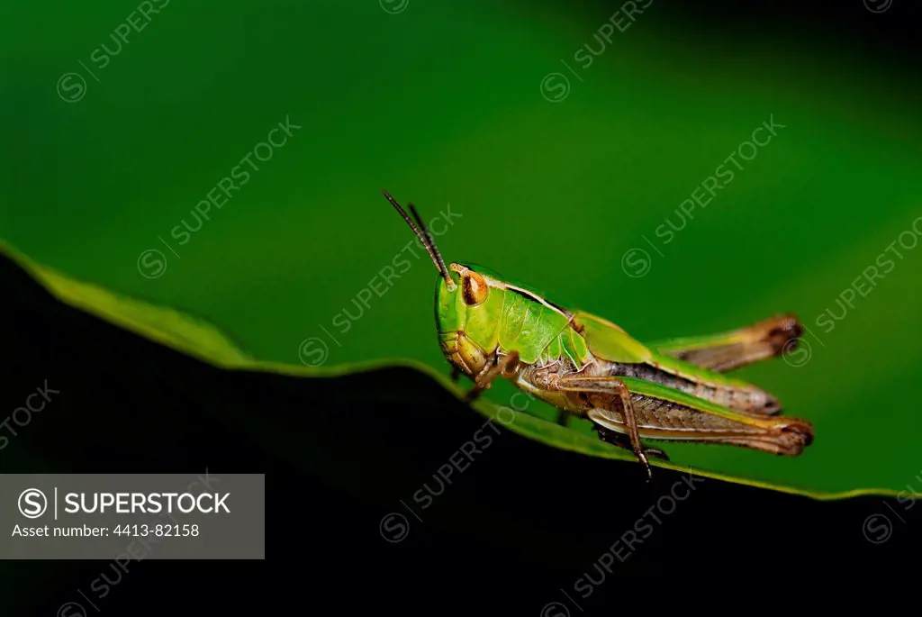 A grasshopper sitting on a leaf